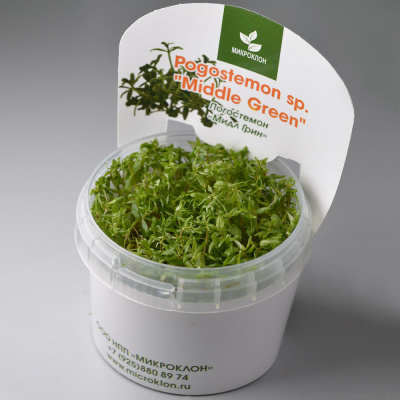 Погостемон sp. Middle Green (меристемное растение)